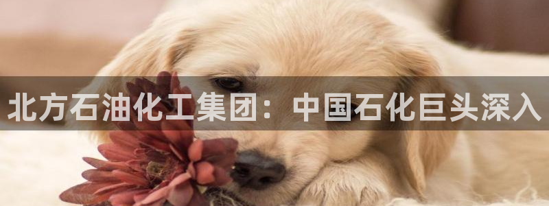 球盟会APP官网