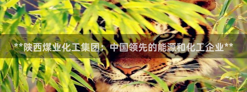 球盟会app最新地址在哪里：**陕西煤业化工集团：中国领先的