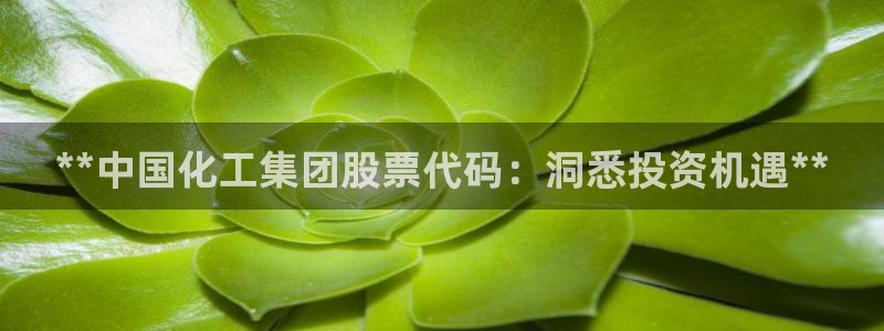 球盟会论坛：**中国化工集团股票代码：洞悉投资机遇**