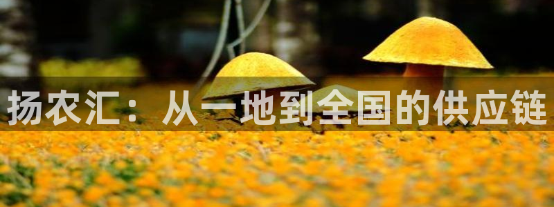 球盟会qmh