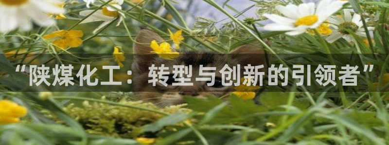 球盟会在线官网：“陕煤化工：转型与创新的引领者”